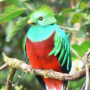 quetzal.png