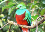 quetzal.png